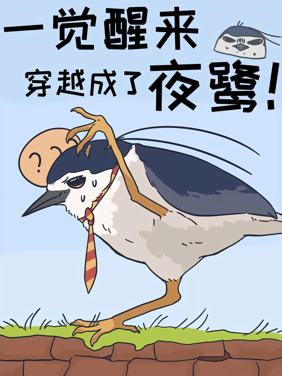 一觉醒来,穿越成了夜鹭